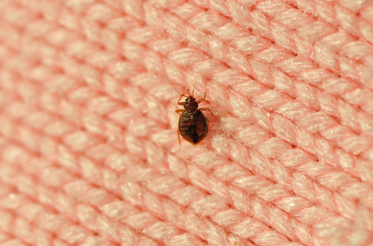  How to Spot Early Signs of Bedbugs and Prevent an Infestation, According to Pest Experts