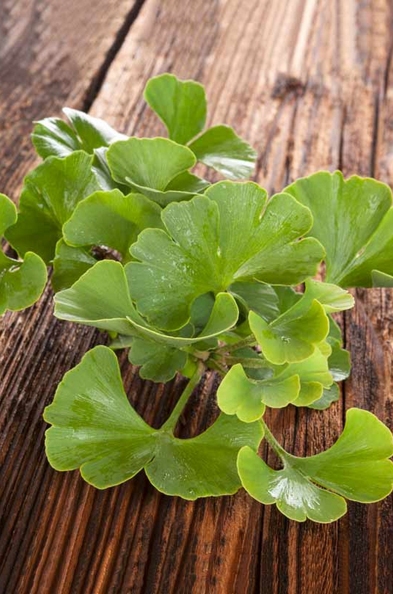  14 Ginkgo Biloba Benefits, Dosage, And Side Effects