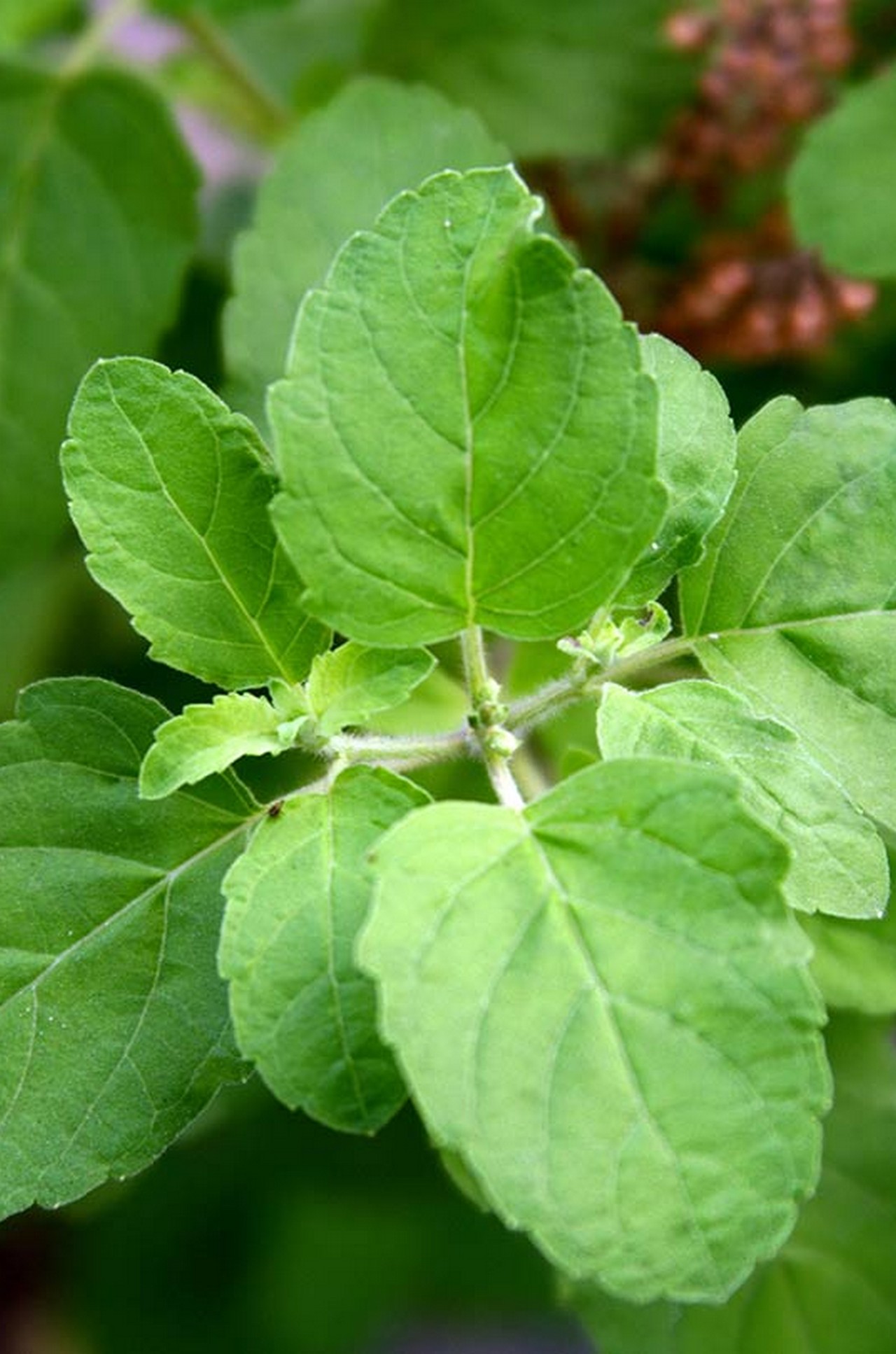  6 Unexpected Holy Basil Side Effects You Never Heard